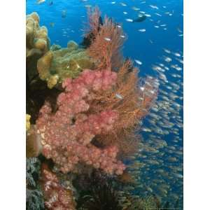  Reef Scene with Alconarian Coral and Schooling Yellow 