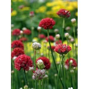   Red Thrift Perennial   4 Plants   Armeria Patio, Lawn & Garden