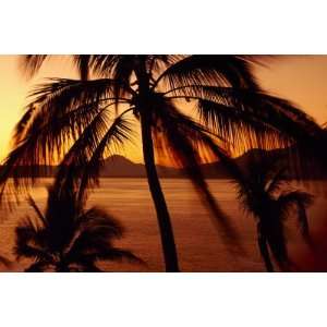   of Palm Trees at Dusk, Manzanillo, Mexico , 96x144