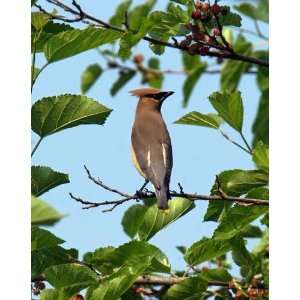  Cedar Waxwing in Red Mulberry