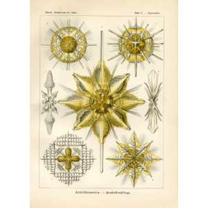  Ernst Haeckel 1904   Acanthometra   Artforms of Nature 