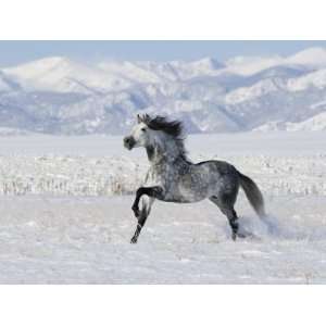 Grey Andalusian Stallion Trotting in Snow, Longmont, Colorado, USA 
