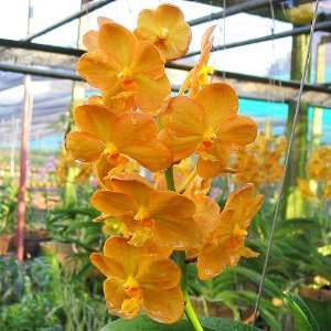 SV18 Potted Orchid Plant Ascocenda Fuchs Gold  Grocery 