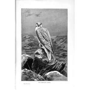  NATURAL HISTORY 1895 GREENLAND FALCON BIRD PREY PRINT 
