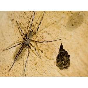  Unidentified Spider with Eggs in a Cave, Ankarana Special 