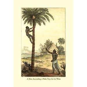  Vintage Art Man Ascending a Palm Tree for Its Wine   07718 