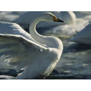  Whooper Swan Stretching its Wings on the Water Stretched 