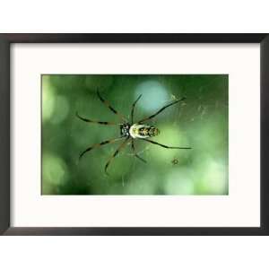 Golden Orb Web Spider, Madagascar Collections Framed Photographic 