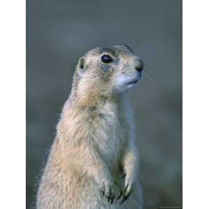  Black Tailed Prairie Dog in Howes, South Dakota Stretched 