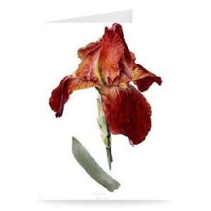  Iris Germanica, c.1980 (w/c on paper) by   Greeting Card 