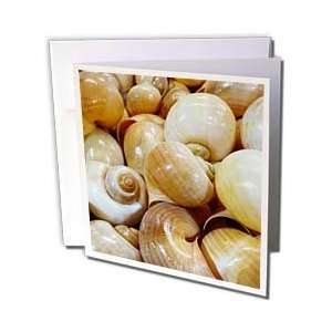  Florene Shells   Florida Whelk Shells   Greeting Cards 6 