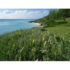  Whale Beach, Bermuda, Central America, Mid Atlantic 