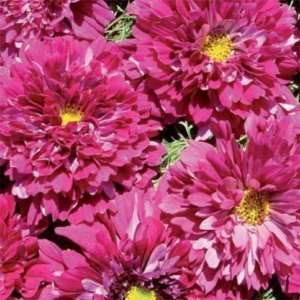 DOUBLE CLICK CRANBERRIES COSMOS 20 SEEDS ANOTHER BEAUTY  