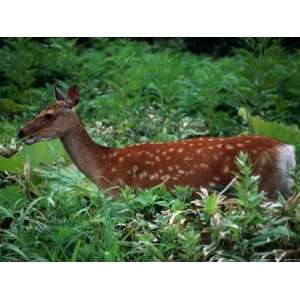 Deer Standing in Thick Undergrowth, Shiretoko National Park, Japan 