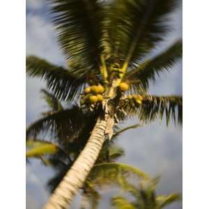  Reunion Island, St Gilles Les Bains, Palm Tree 