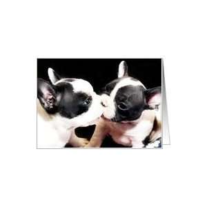 French bulldog puppy kiss Card