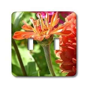  Sanders Flowers   Peach Zinnia Flower A Different View Flowers 