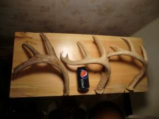 Whitetail Shed Antlers Taxidermy Horns Lamp Antler horns Dog chew 