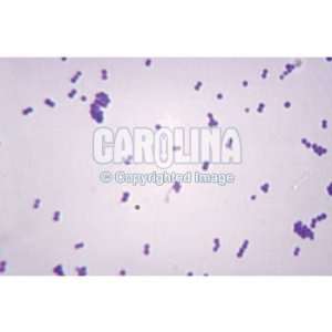 Staphylococcus aureus w.m., Microscope Slide  Industrial 