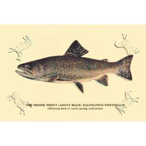  Brook Trout (Showing Dark or Early Spring Coloration 