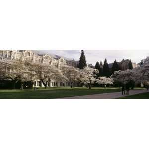  Trees in the Quad of a University, University of Washington, Seattle 