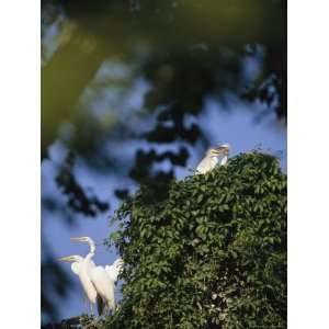  Great Egrets with Nestlings in a Vine Covered Nest Premium 