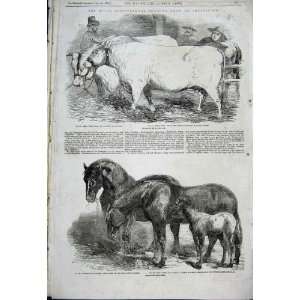  Prize Charolais Bull Cow, Clydesdale Stallion 1856 Hors 