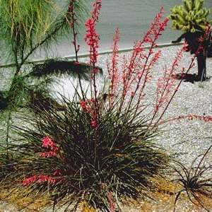  Red Yucca Hesperaloe parviflora BULK 1000 seeds Patio 