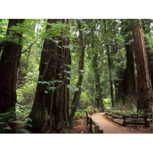 Old Redwood Trees, Muir Woods, San Francisco, California, USA 