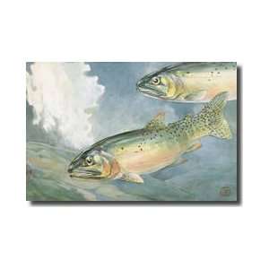  Pair Of Yellowstone Trout A Species Of Cutthroat Giclee 