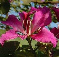 PINK ORCHID TREE SEEDS ** GRACEFUL.PINK#1104  