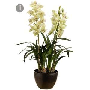 34 Cymbidium Orchid Plant with Terra Cotta Pot  Grocery 