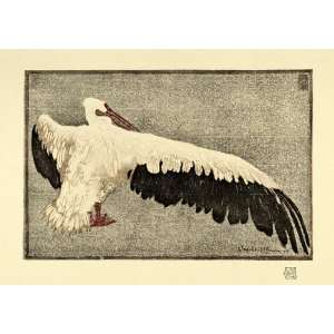  1911 Print Artist Walther Klemm Pelican Bird Wings Wood 