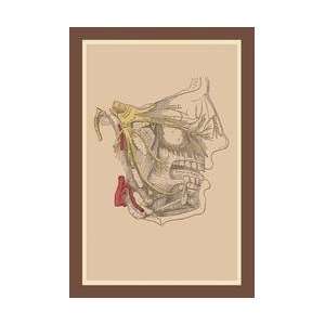 Cranial Nerves 12x18 Giclee on canvas