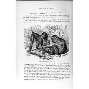  NATURAL HISTORY 1893 94 BURMESE PIG TAILED MONKEY