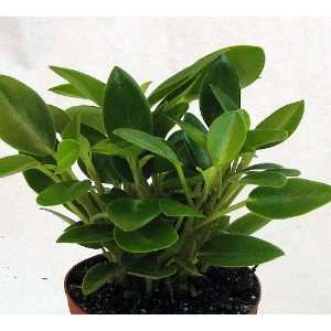   Peperomia   3.5 Pot   Easy to Grow Houseplant Patio, Lawn & Garden