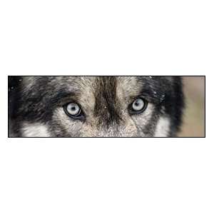  Wolf Eyes Rear Window Graphic Automotive