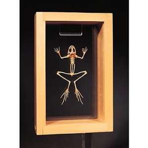  Frog Skeleton Model Industrial & Scientific