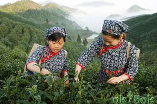 high mountains Organic Taiwan Milk Oolong Tea 200g  