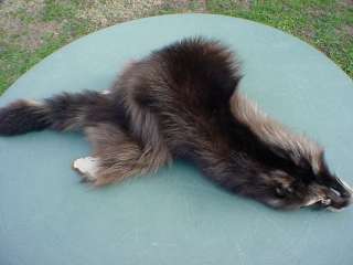 Raccoon pelt Black color hide taxidermy skins hides fur  