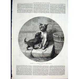  Bottomley Dog Dogs Exhibition Bottomley Fine Art 1872 