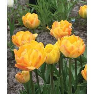  Tulip, Peach Melba 5 Bulbs Patio, Lawn & Garden