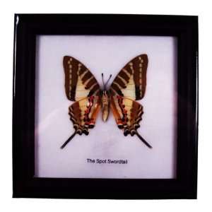  Butterfly Framed the Spot Swordtail Black Frame 