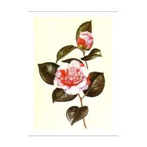  Camellia Poster Print