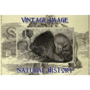   Acrylic Fridge Magnet Vintage Natural History Image Canadian Porcupine