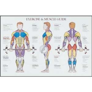 Exercise & Muscle Chart 
