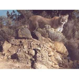  Carl Brenders   Cliff Dweller Cougar Artists Proof Canvas 