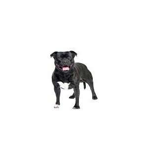 Staffordshire Bull Terrier Reusable Double Sided Window 