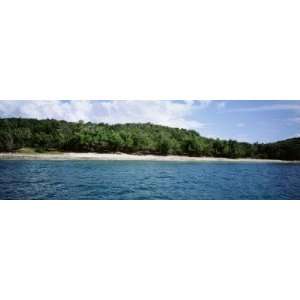 Trees on the Beach, St. John, US Virgin Islands by Panoramic Images 