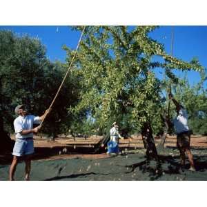  Harvesting Olives in Grove, Puglia, Italy Premium 